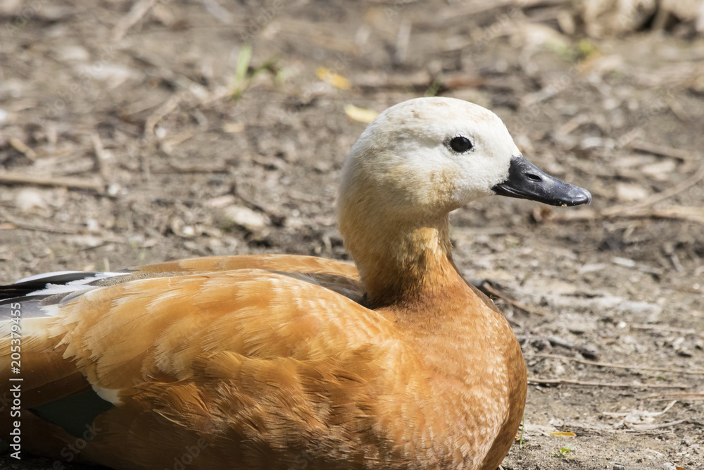 Ruddy shelduck female lying on ground portrait. Beautiful orange duck in city park. Bird in wildlife. Ruddy shelduck female lying on ground portrait. Beautiful orange duck in city park. Bird in wildlife.