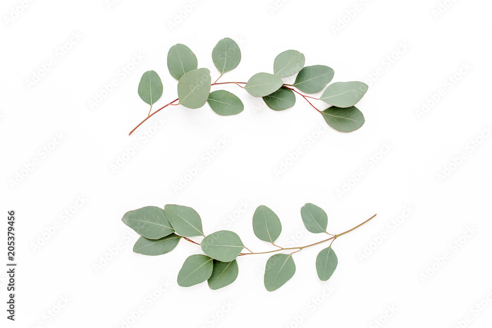 Obraz premium Wreath frame made of branches eucalyptus isolated on white background. lay flat, top view