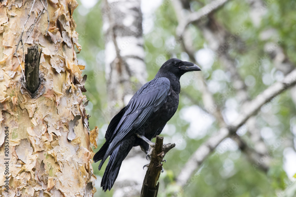 Fototapeta premium Raven juvenile sitting on branch. Cute funny mighty dark crow. Bird in wildlife.