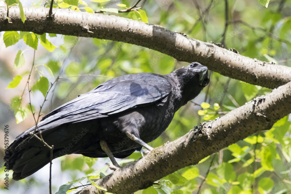 Raven juvenile sitting on branch. Cute funny mighty dark crow. Bird in wildlife. Raven juvenile sitting on branch. Cute funny mighty dark crow. Bird in wildlife.