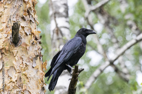 Raven juvenile sitting on branch. Cute funny mighty dark crow. Bird in wildlife.