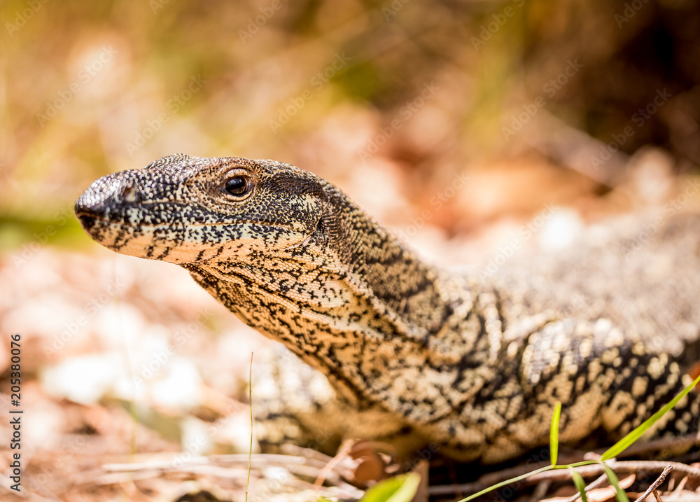 Fototapeta premium Dragon