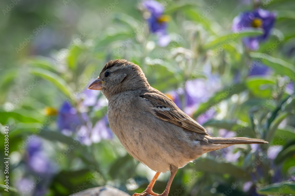 Isolated House Sparrow- Israel Isolated House Sparrow- Israel