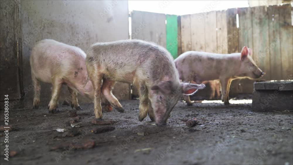 Young dirty pigs eat carrots. Dirty pig in a pigsty. Pigs eat carrots. Young dirty pigs eat carrots. Dirty pig in a pigsty. Pigs eat carrots.