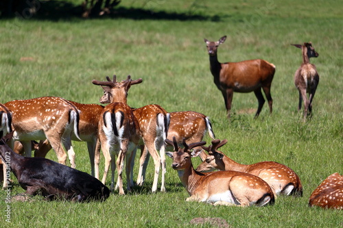 Fototapeta Naklejka Na Ścianę i Meble -  Herd of deers