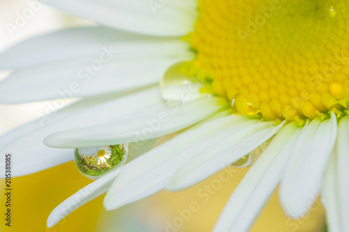chamomile close-up macro