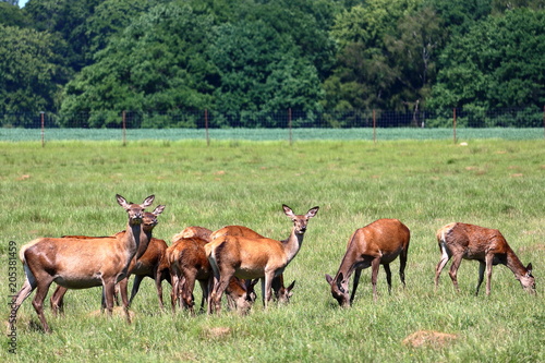 Herd of deers © gianmarchetti