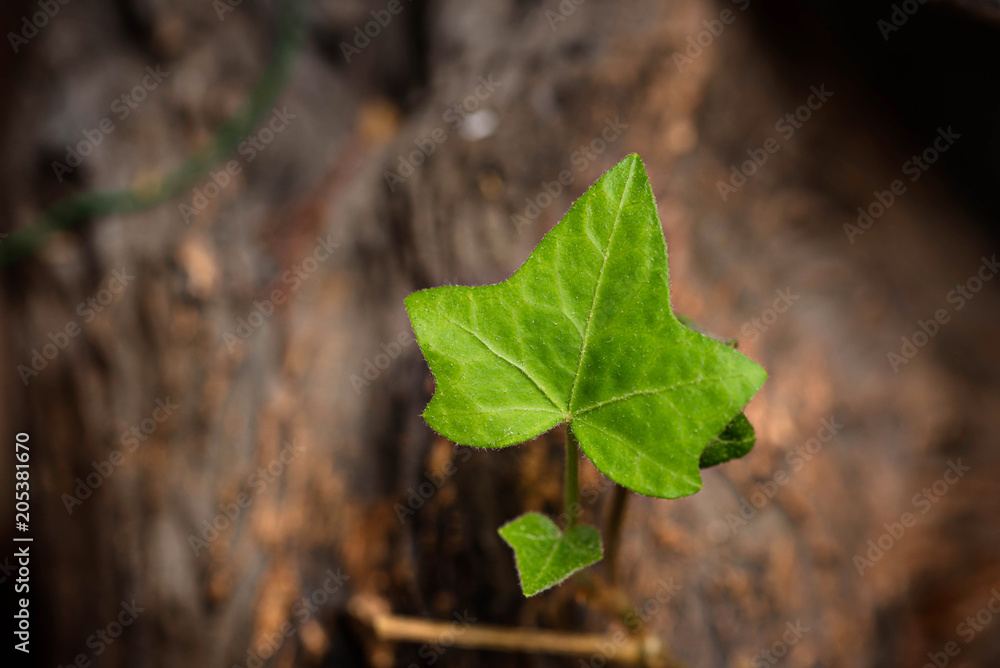 Fototapeta premium English Ivy Leaf, close up