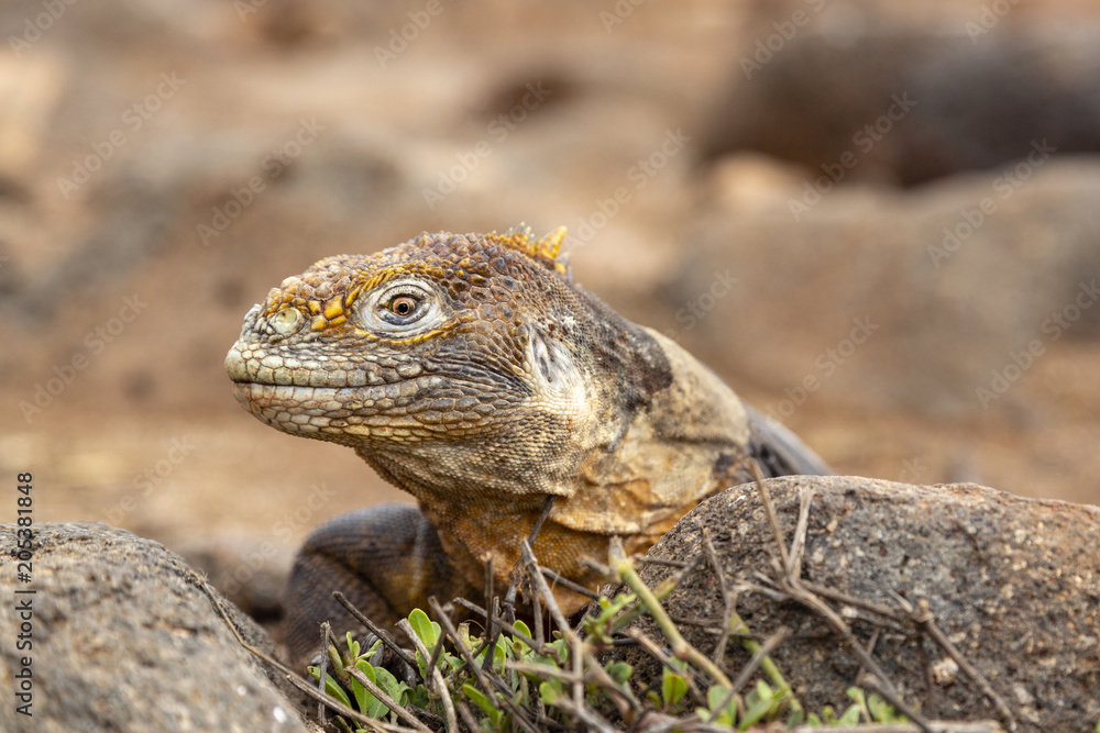 Obraz premium Galapagos Land Lguana (Conolophus subcristatus) in Galapagos Isl
