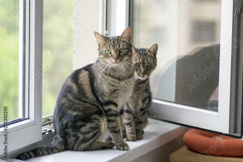 Two funny cute marble striped tabby cats sitting on the windowsill in the window