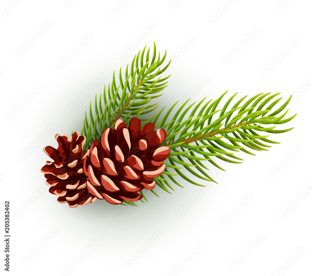 Fototapeta premium Vector pine cone, spruce tree branch, fir