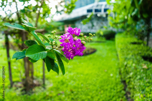 Fototapeta Naklejka Na Ścianę i Meble -  the floral it is  purple at beautiful on park and is blur