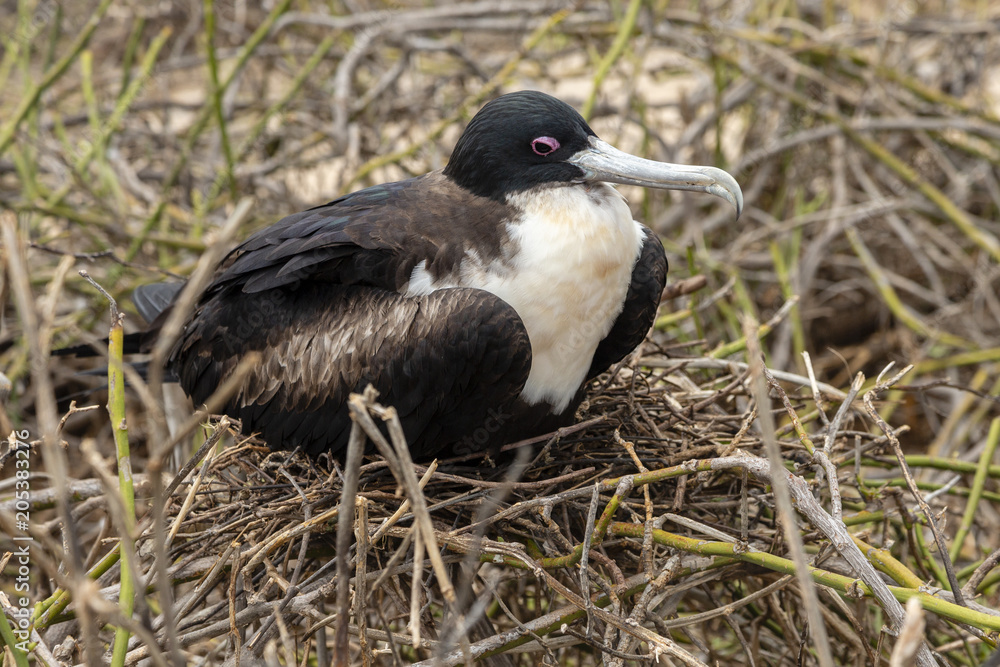 Great Frigatebird (Fregata minor) in Galapagos Islands, Ecuador