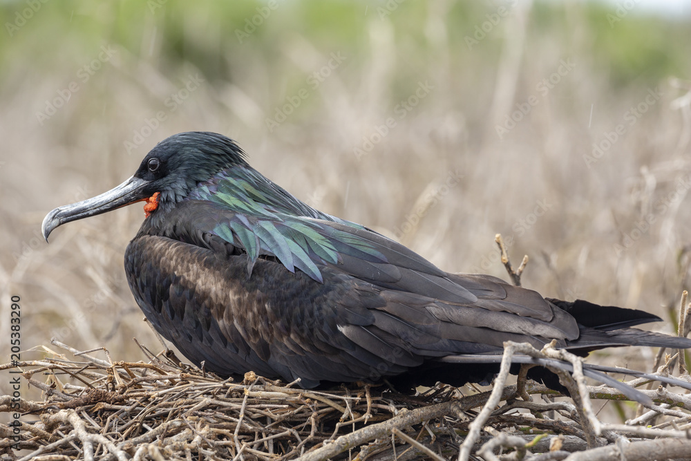 Naklejka premium Great Frigatebird (Fregata minor) in Galapagos Islands, Ecuador