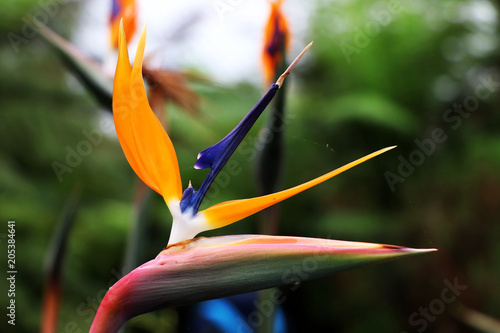 In greenhouse, in Glasgow, A three colorful flower named Strelitzia reginae photo