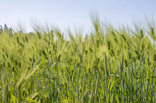 Field of wheat in spring