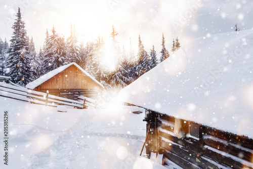 Cozy wooden hut high in the snowy mountains. Great pine trees on the background. Abandoned kolyba shepherd. Cloudy day. Carpathian mountains, it is snowing. Bokeh light effect, soft filter photo