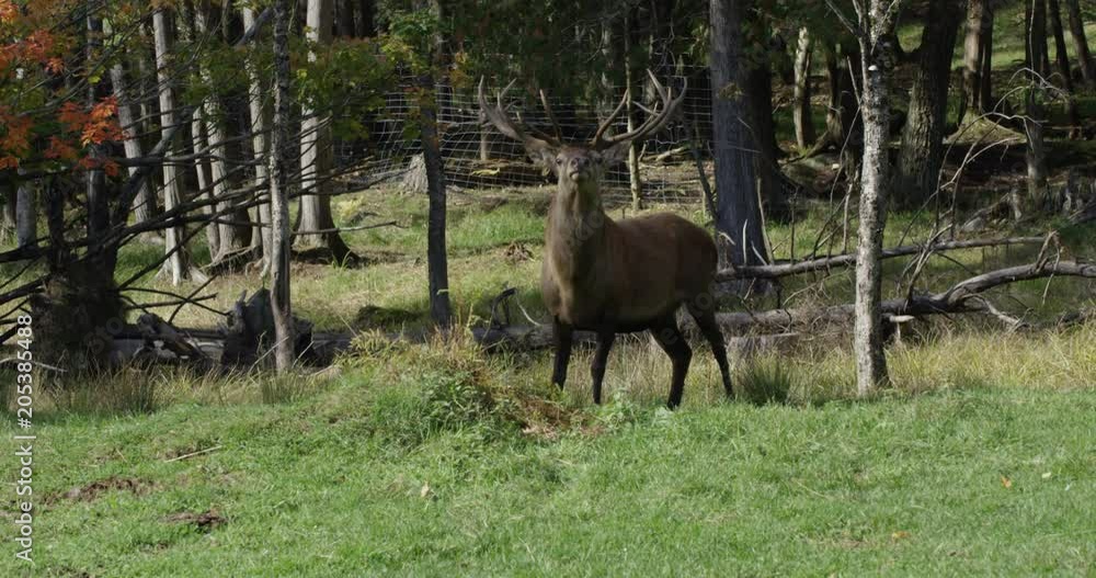 Male deer eating food next to forest Male deer eating food next to forest