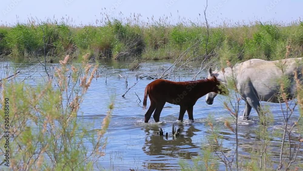 Camargue Horse, Mare and Foal eating Grass in Swamp, Saintes Marie de la Mer in The South of France, Real Time