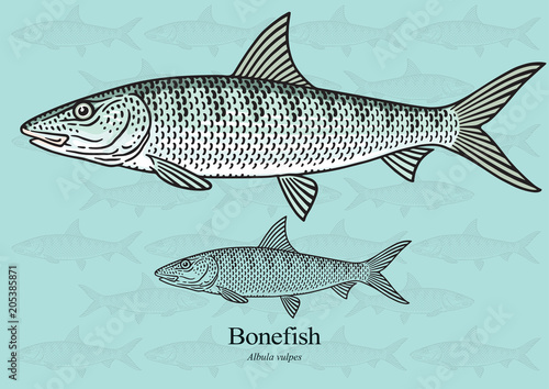 Bonefish. Vector illustration with refined details and optimized stroke that allows the image to be used in small sizes (in packaging design, decoration, educational graphics, etc.)