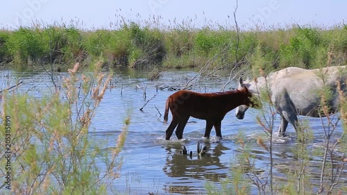 Camargue Horse, Mare and Foal eating Grass in Swamp, Saintes Marie de la Mer in The South of France, Real Time