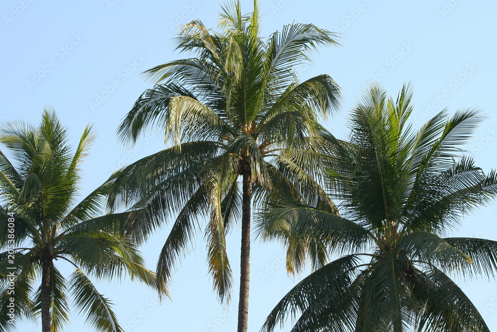 Coconut trees on clear summer blue sky background