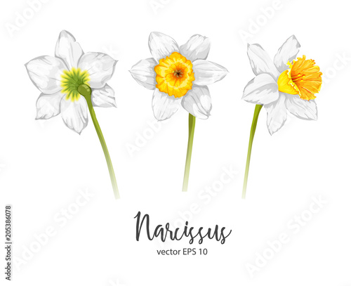 Fototapeta Naklejka Na Ścianę i Meble -  Vector daffodil, narcissus flower set