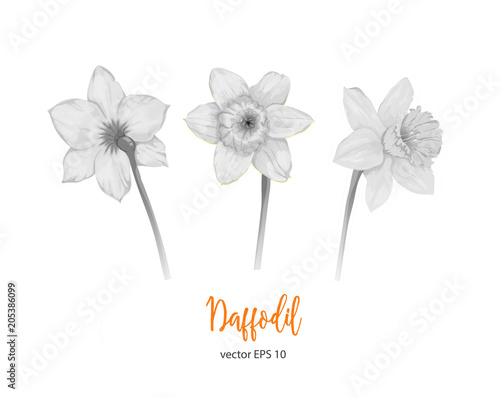 Fototapeta Naklejka Na Ścianę i Meble -  Vector daffodil, narcissus flower set