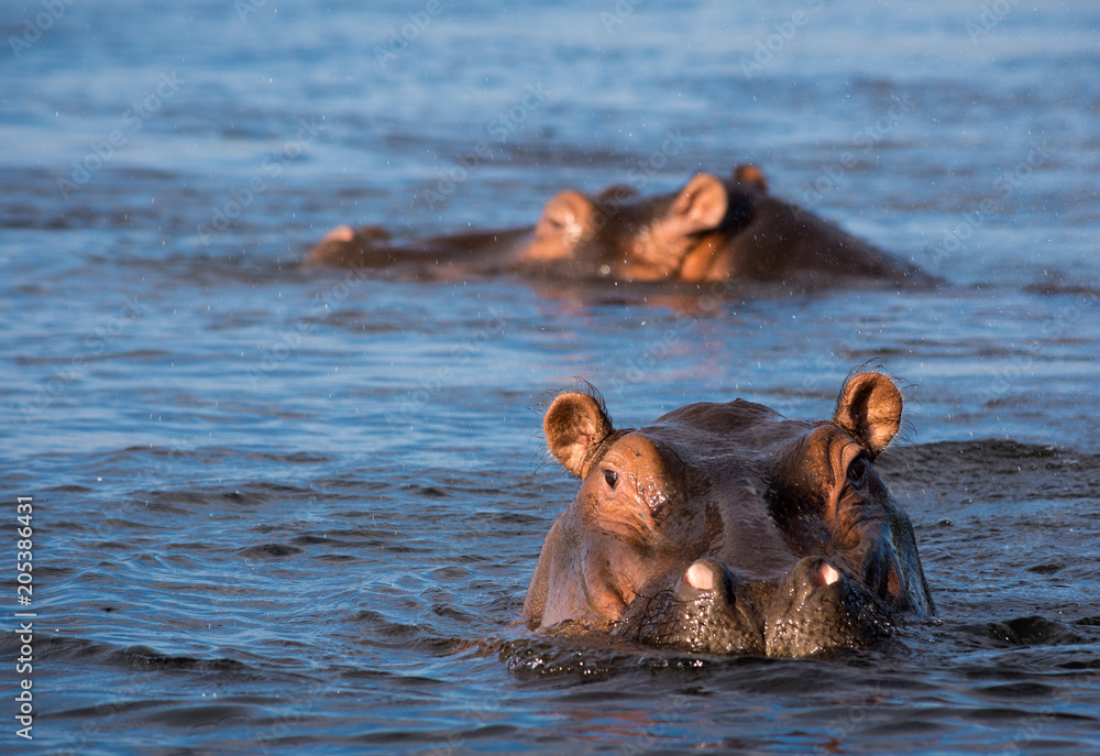 Hippo face