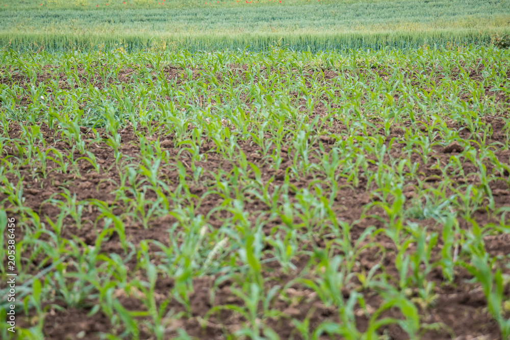 Corn field in spring. Young green corn plants on farmland. Close up, selective focus.