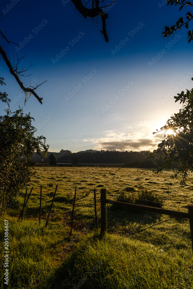 A field in the early morning sunrise, Knysna, South Africa.