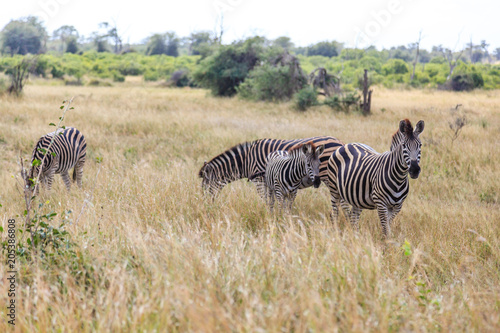 Zebras in the Kruger national park  South Africa.