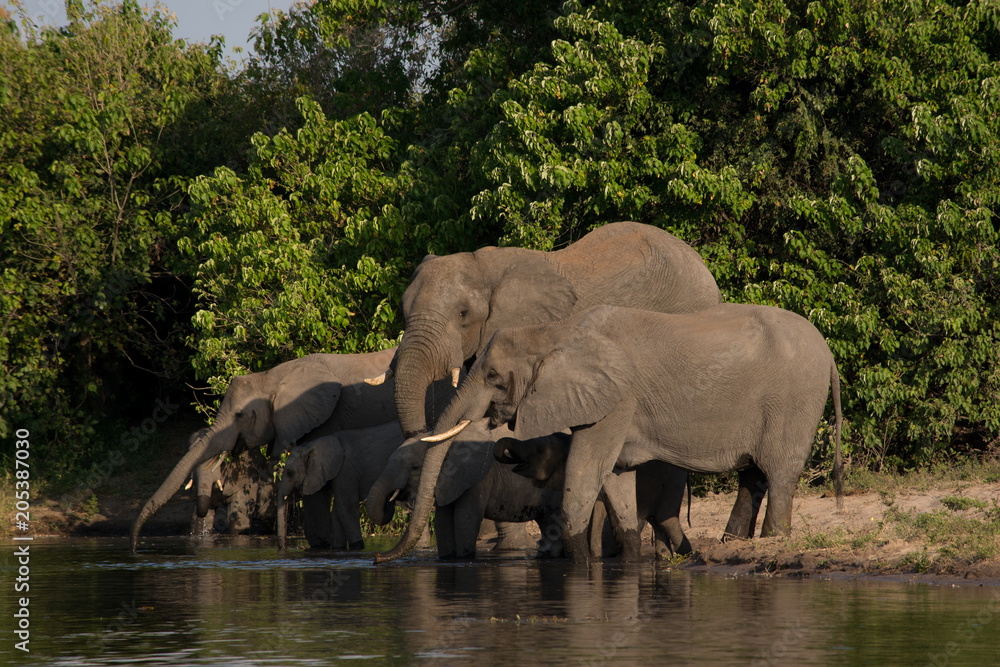 Obraz premium Elephant family drinking