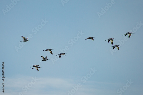 Wallpaper Mural avocet in flight  Torontodigital.ca