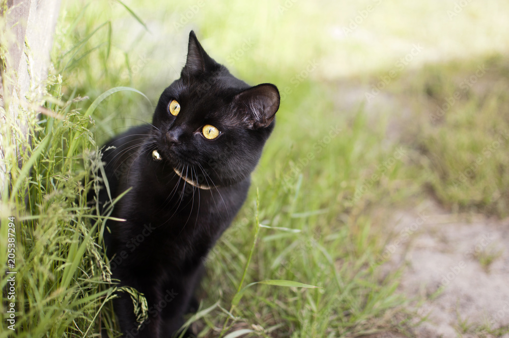 Black cat looks at the green grass in the garden