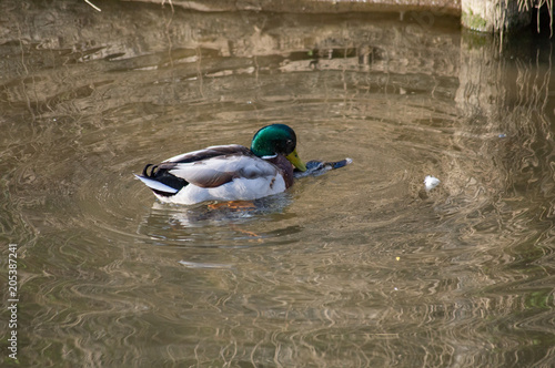 Wallpaper Mural mallard in sex Torontodigital.ca