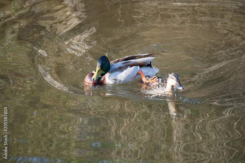 Wallpaper Mural mallard in sex Torontodigital.ca