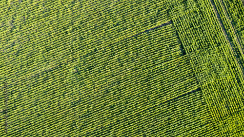 Soy Crop Aerial View
