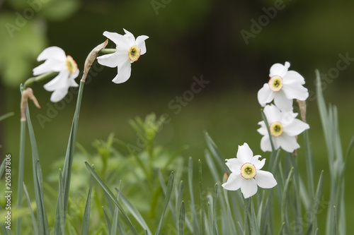 Fototapeta Naklejka Na Ścianę i Meble -  Several white daffodils.