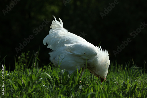 Freilaufende Hühner Hahn beim fressen im Gras