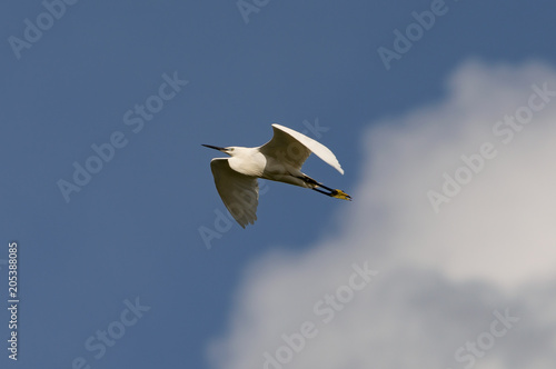 heron in flight in the blue sky  © photobv