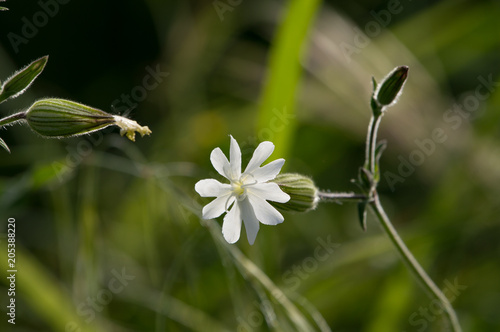 Wallpaper Mural white silene latifolia Torontodigital.ca