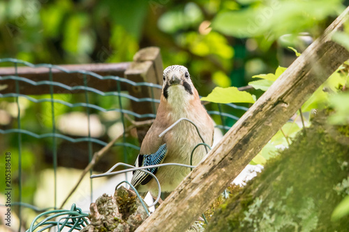 Wallpaper Mural curious jay on tree Torontodigital.ca