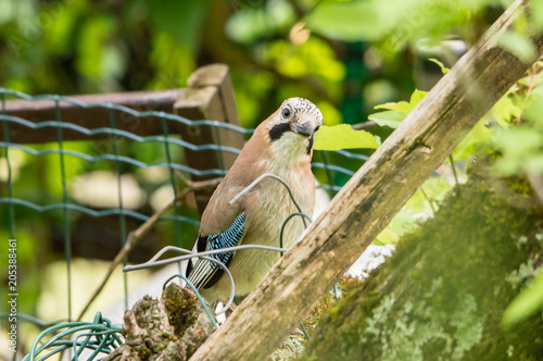 Wallpaper Mural curious jay on tree Torontodigital.ca
