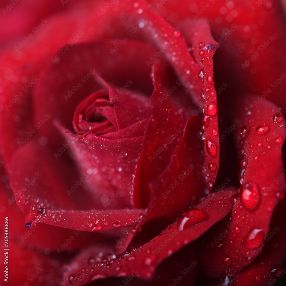 Close-up of fresh aroma red rose