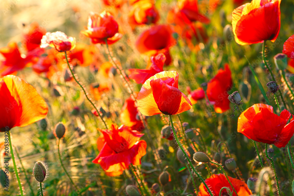 Fototapeta premium Bright poppies at sunset.