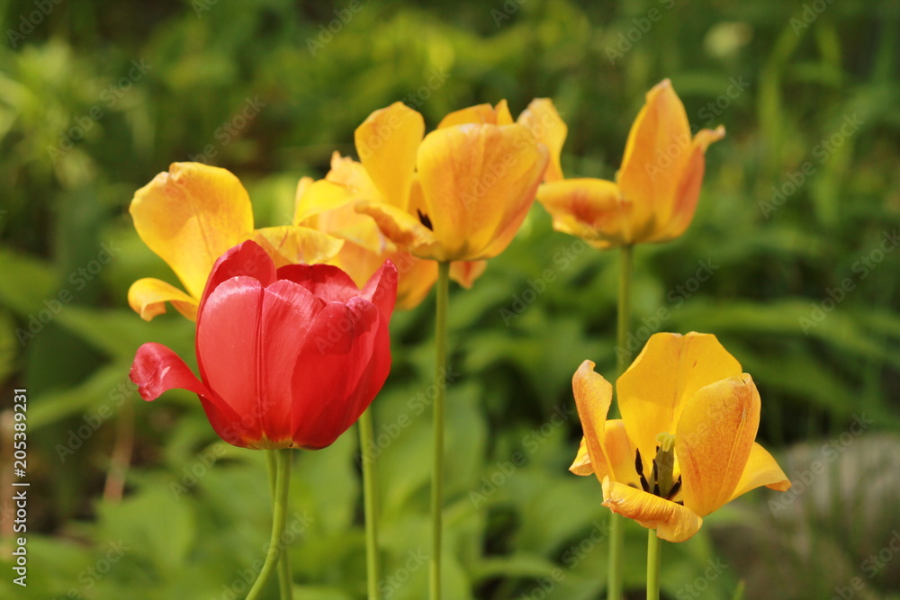 Obraz premium Red and yellow tulips