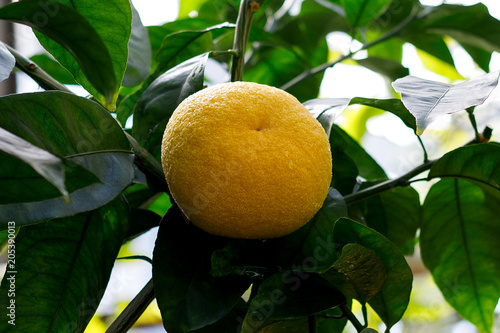 Wallpaper Mural Грейпфрукт Torontodigital.ca