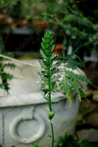 Растение