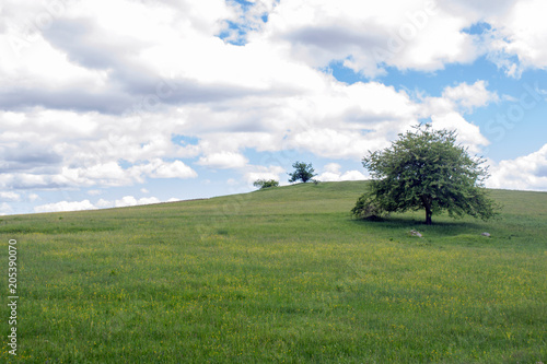 Spring green background. Grass and cloudscape art Design. Summer environmetal landscape concept.